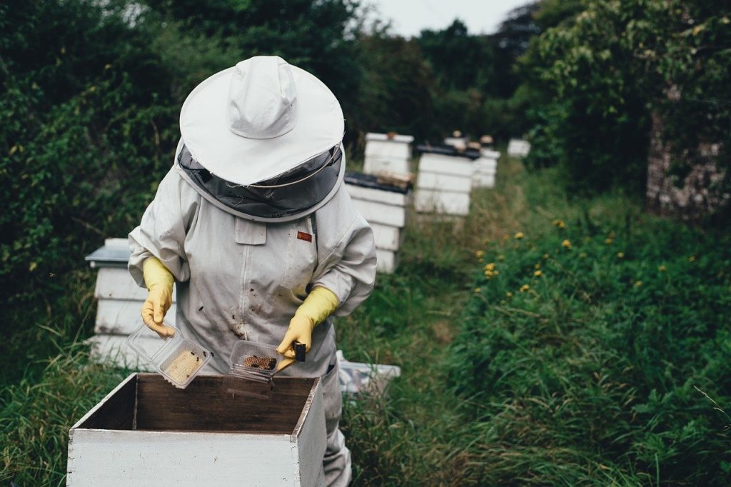 apiculteur qui manipule des abeilles