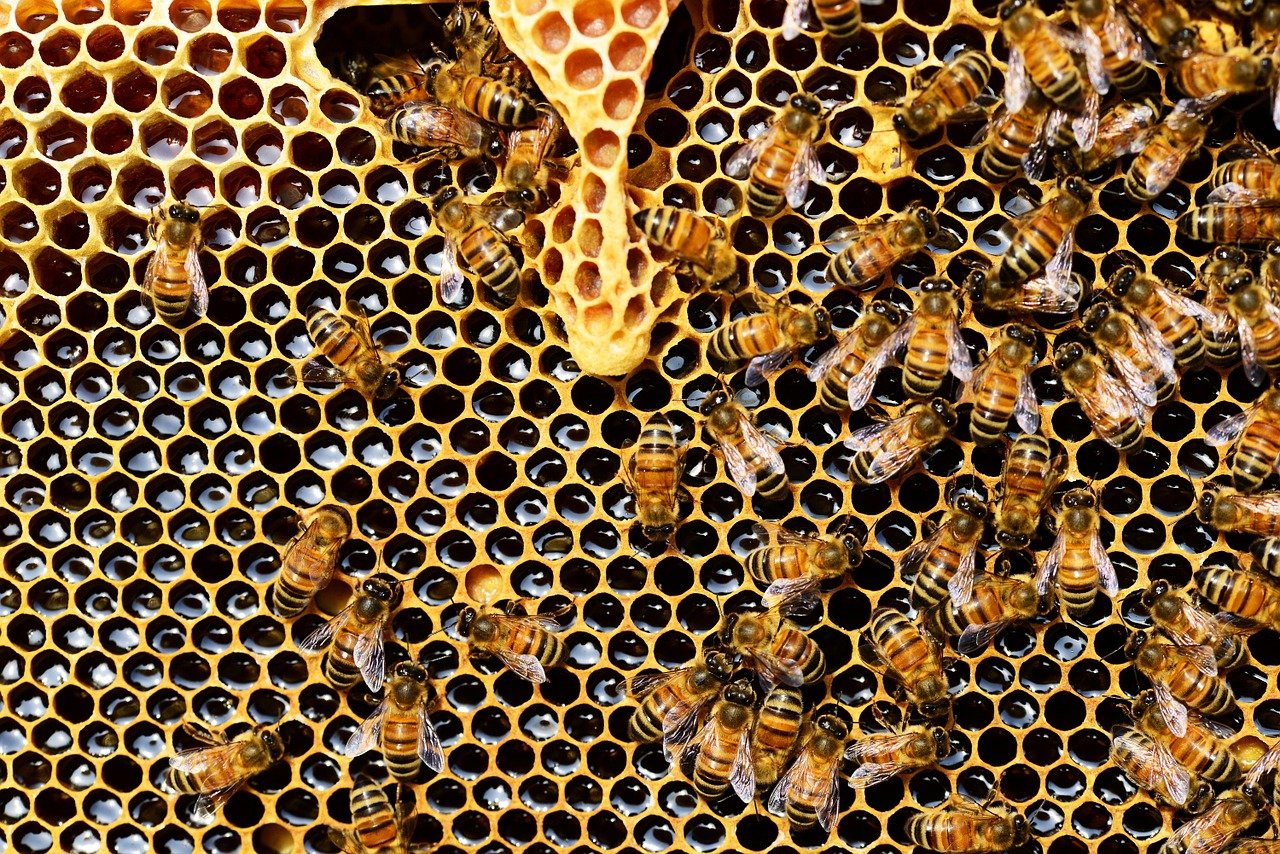 Abeilles, guêpes, frelons… que faire contre leurs nids ?