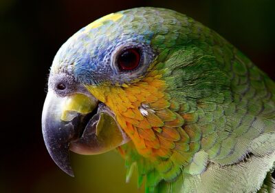 Aménager des espaces pour ses animaux dans la maison